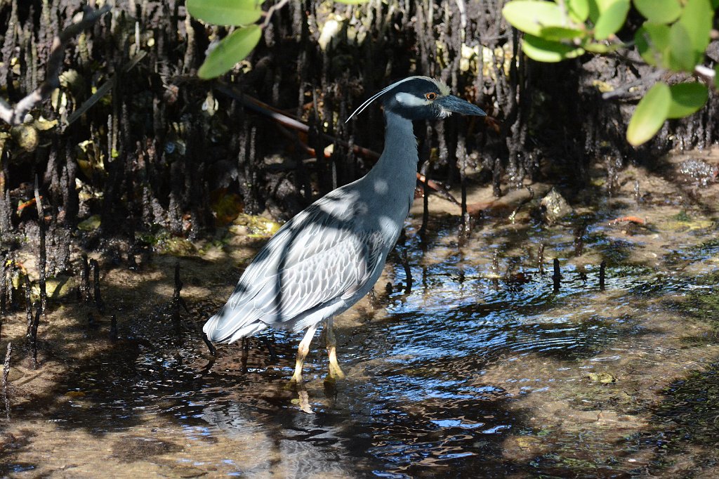 Heron, Yellow-crowned Night, 2015-01181048 Harvey E Oyer Jr Park, FL Harvey E Oyer Jr Park, FL.JPG - Yellow-crowned Night Heron. Harvey E. Oyer Jr. Park, Boynton Beach, FL